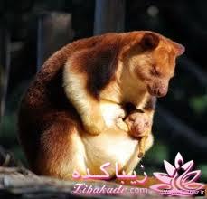 قاطی پاطی..........تاتی تاتی